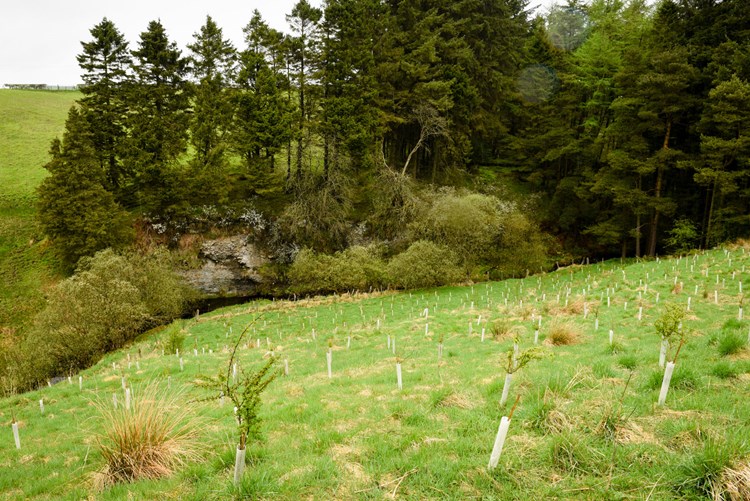 Tree seedlings planted on a field sloping down to a more mature group of mixed species trees. 
