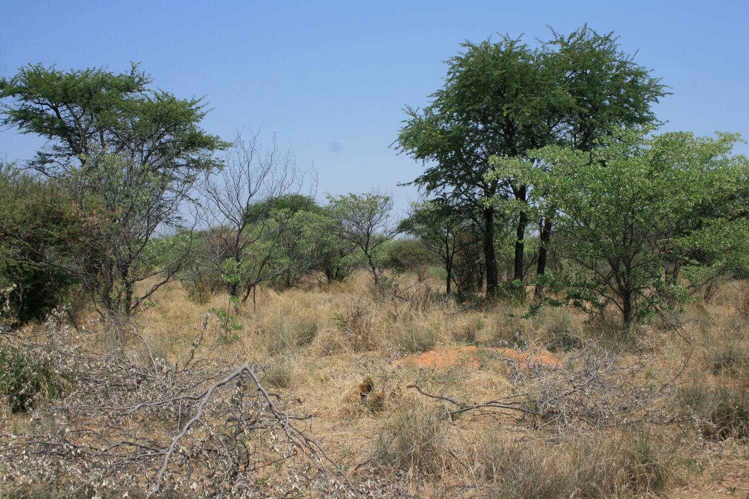 Trees and brush with dry branches laid on grass