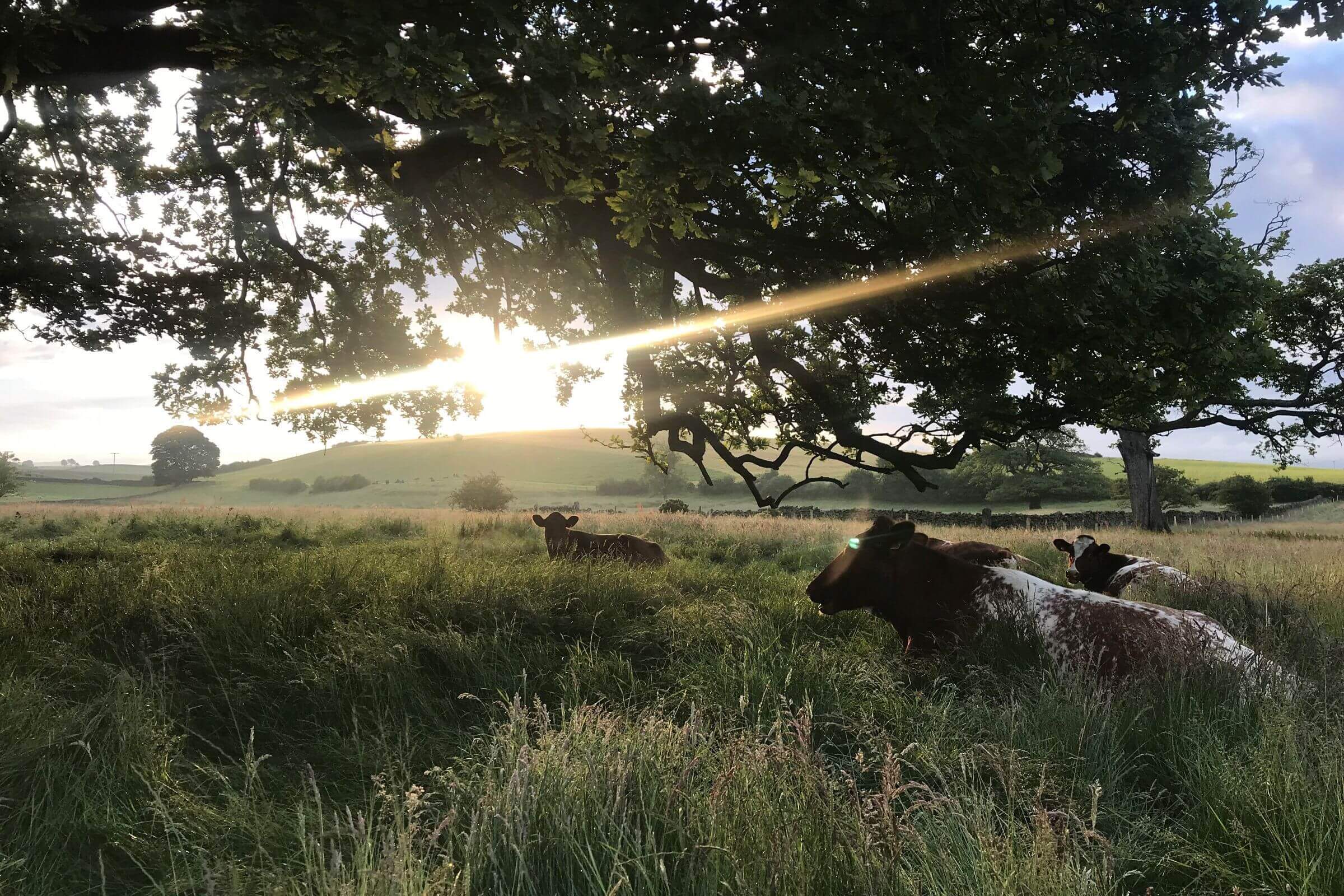 Cows lying down in a field