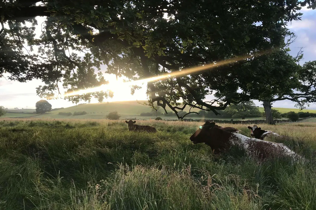 Cows lying down in a field