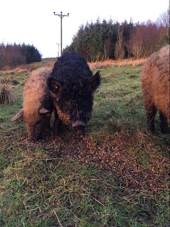 Red and black woolly pigs
