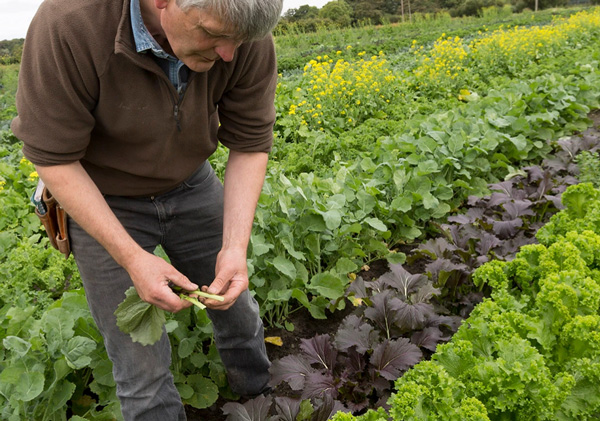 cover-crops-chris-molyneu
