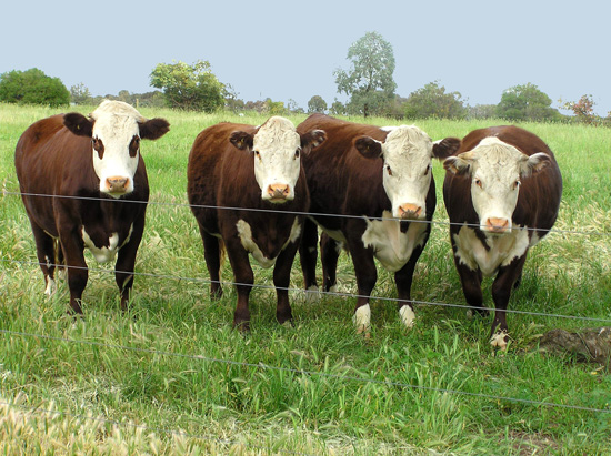 Four brown and white cows look over a wire fence. 