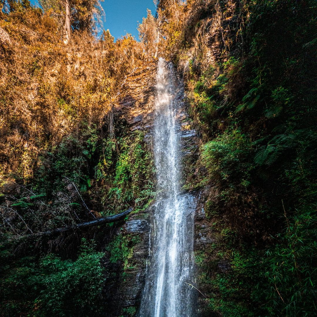 A waterfall cascading through lush ferns