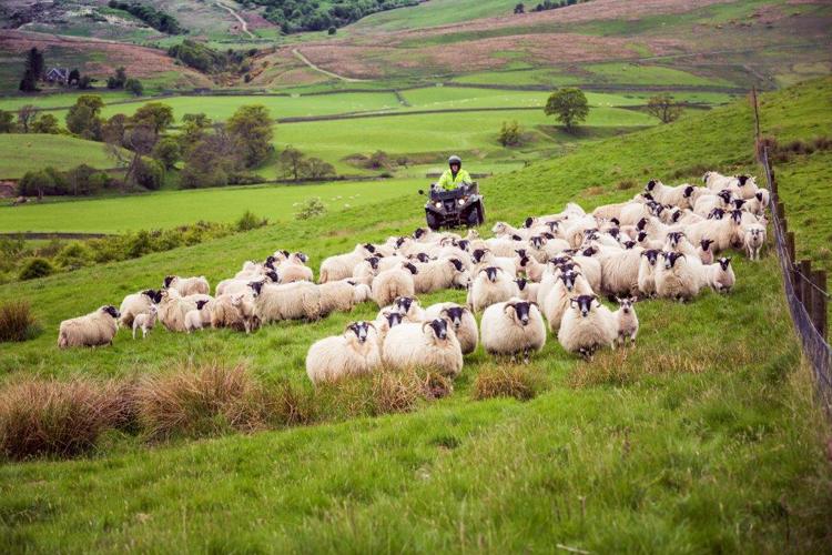 Person herding sheep with quad bike.
