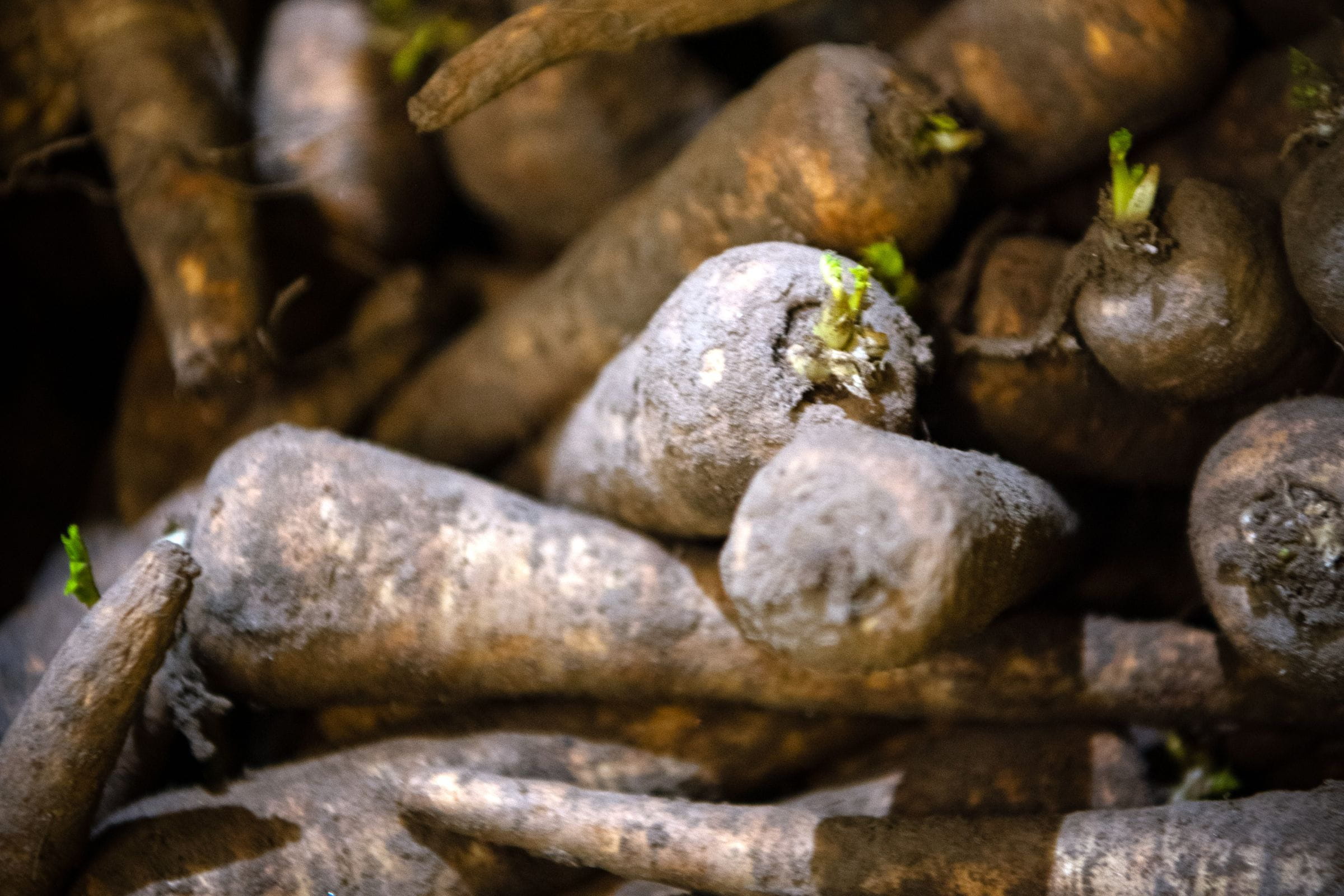 A pile of parsnips which are still covered in soil