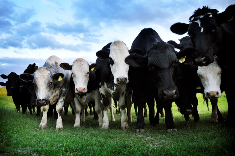 Cattle