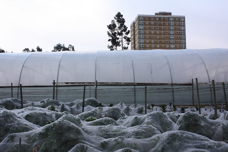 allotment in city