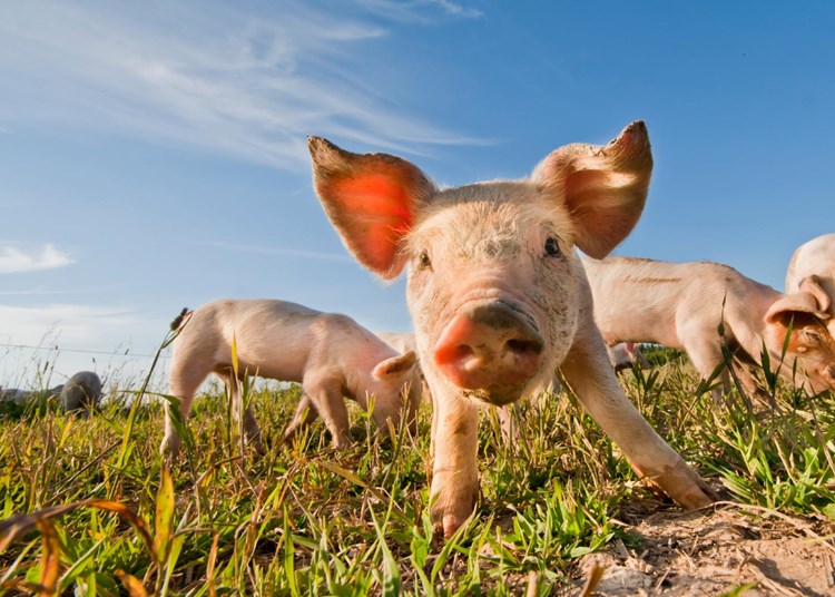 piglet in a field