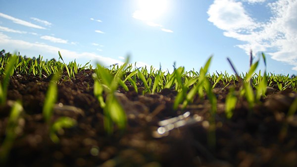 grass growing