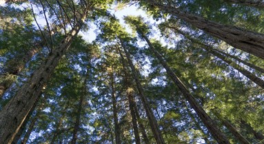 Think almonds and apricots can't grow in the UK? This organic agroforestry project will have you thinking again