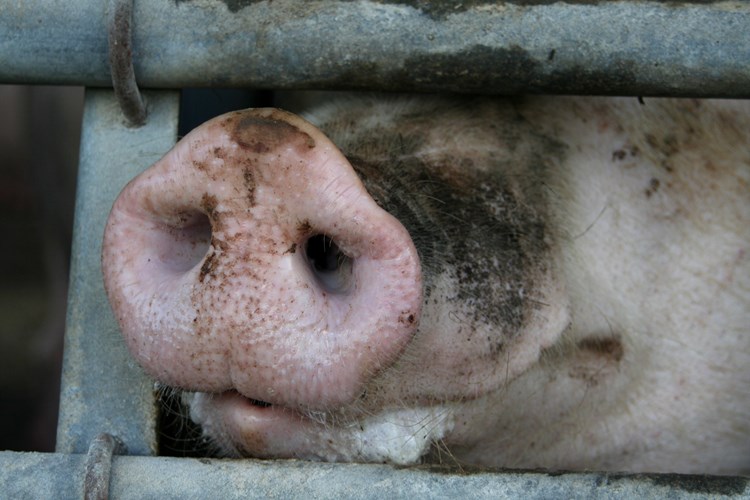 a pigs snout through bars