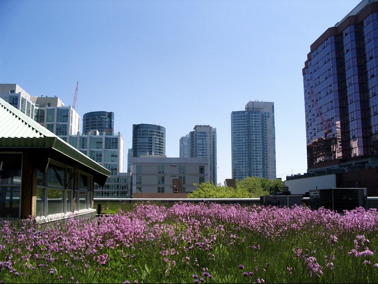 Green roof at Mountain Equipment Coop, Toronto, Canada - Wikimedia Commons