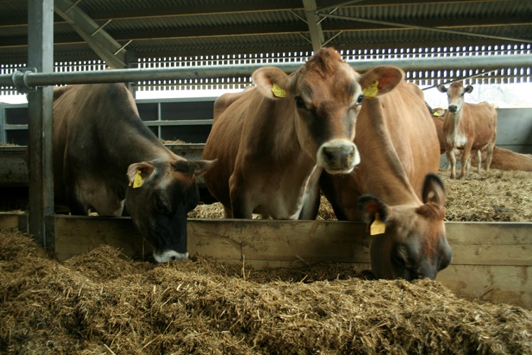 Neston Cows participating in the trial to reduce antibiotics