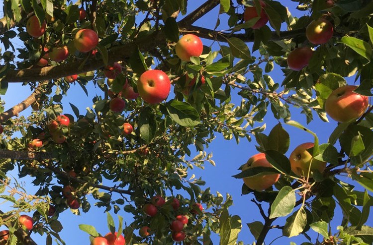 apples growing on tree