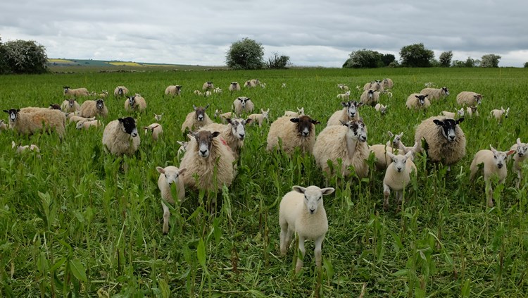 sheep grazing on a herbal ley