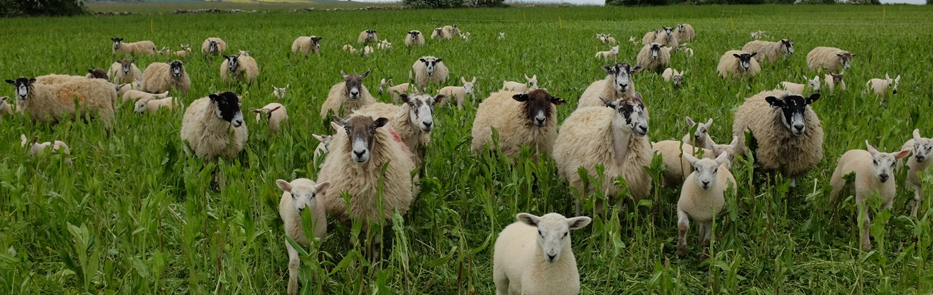 Sheep Mob Grazing Herbal ley.JPG (1)