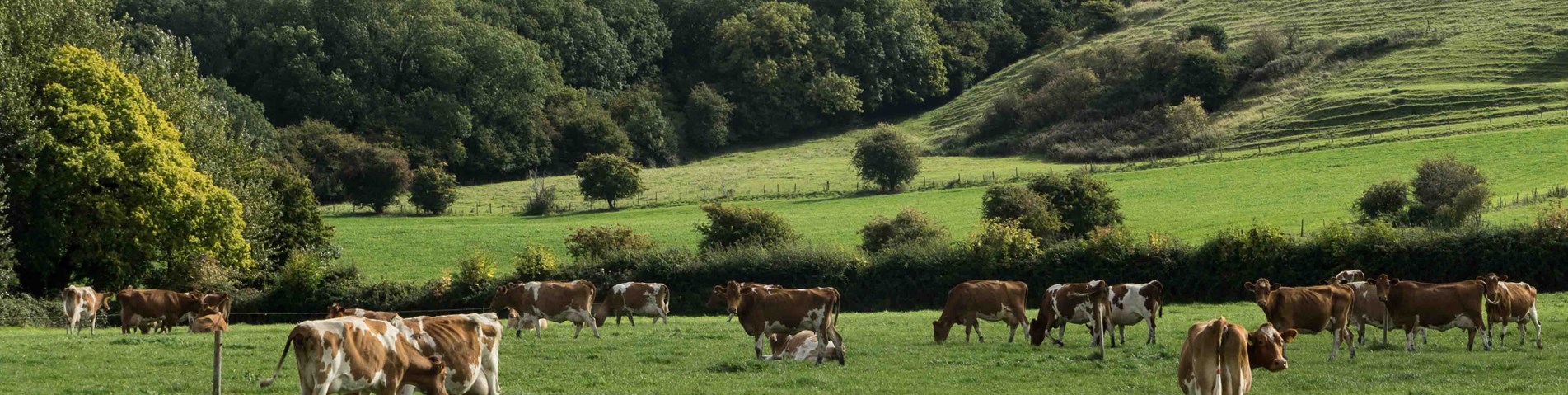cows in field in distance.jpg