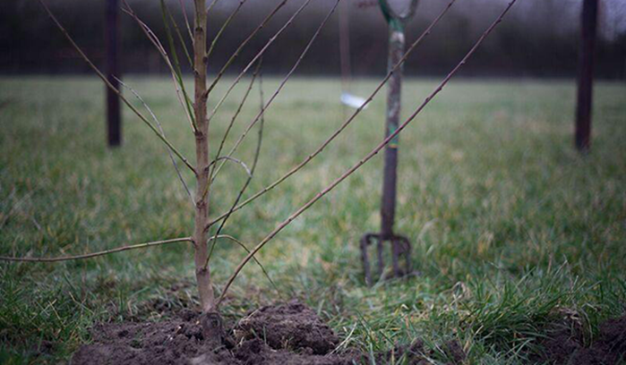 tree in a field