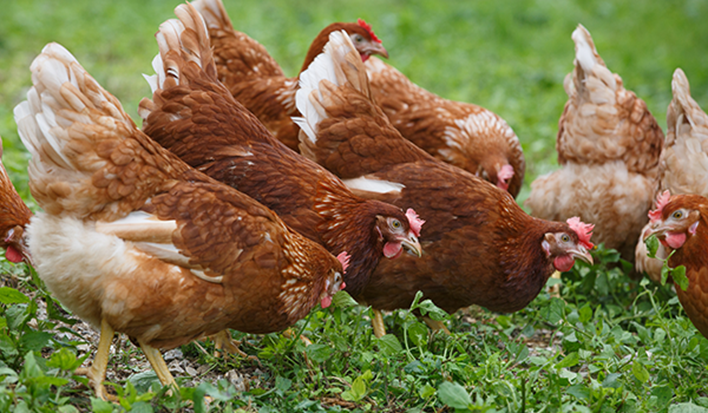 chickens in the field