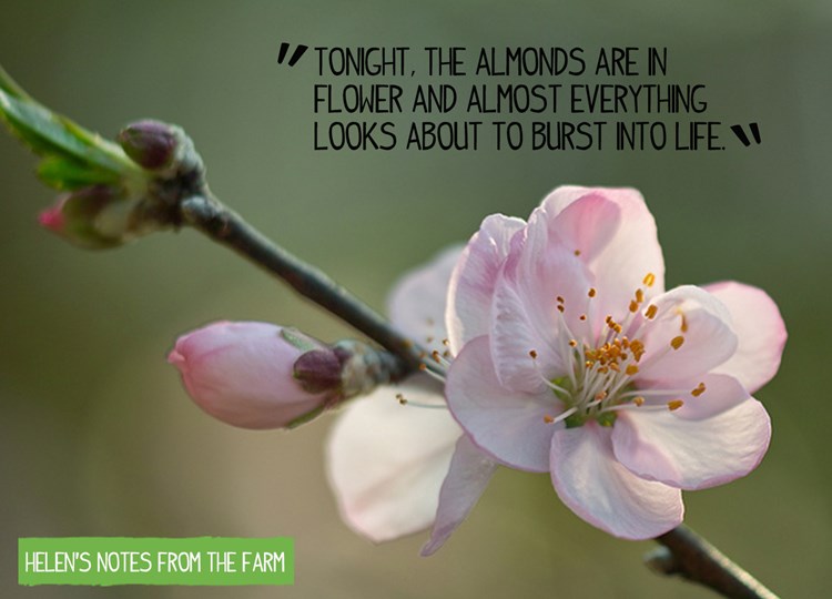 almond tree