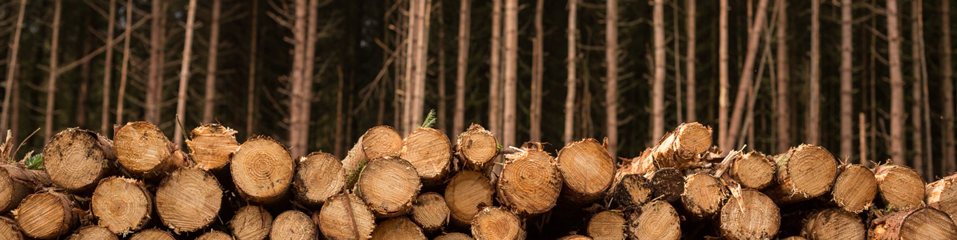 SA_ForestryAudit2015.09-143.jpg