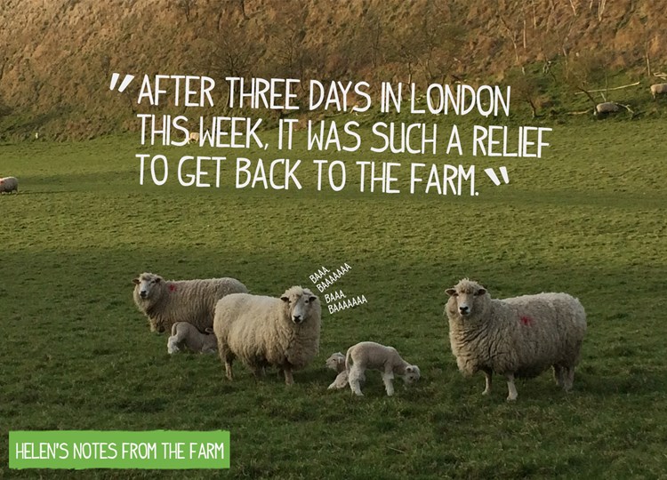 quote sheep week 3