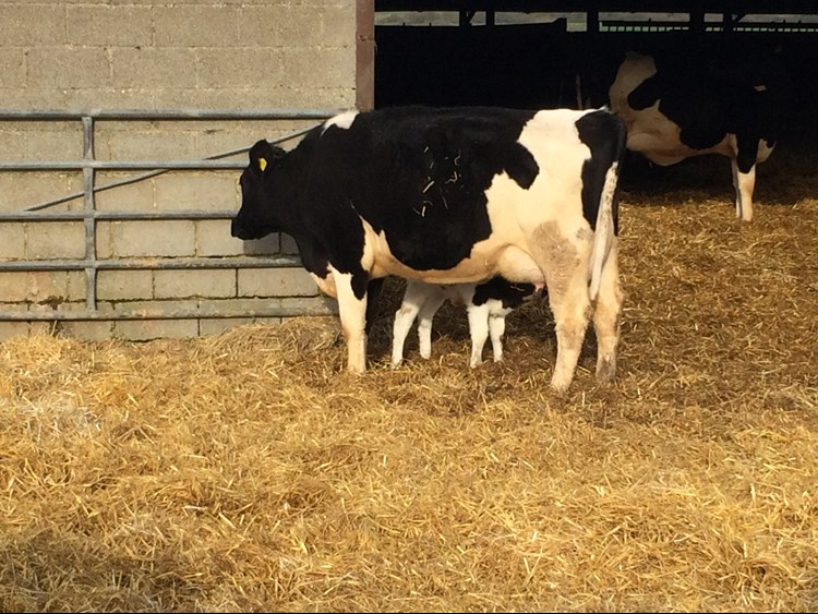 cow on a farm