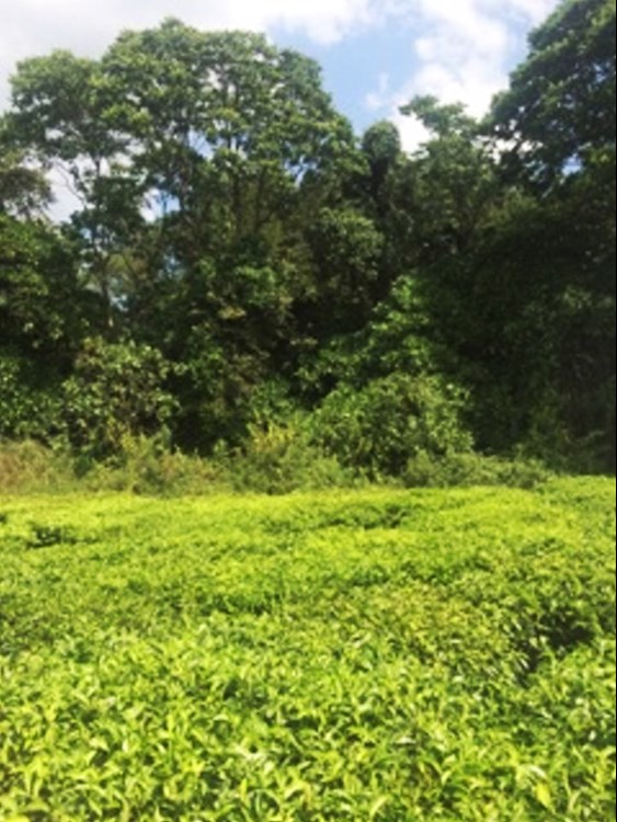The preserved indigenous forest slows water run-off and maintains habitat for local wildlife