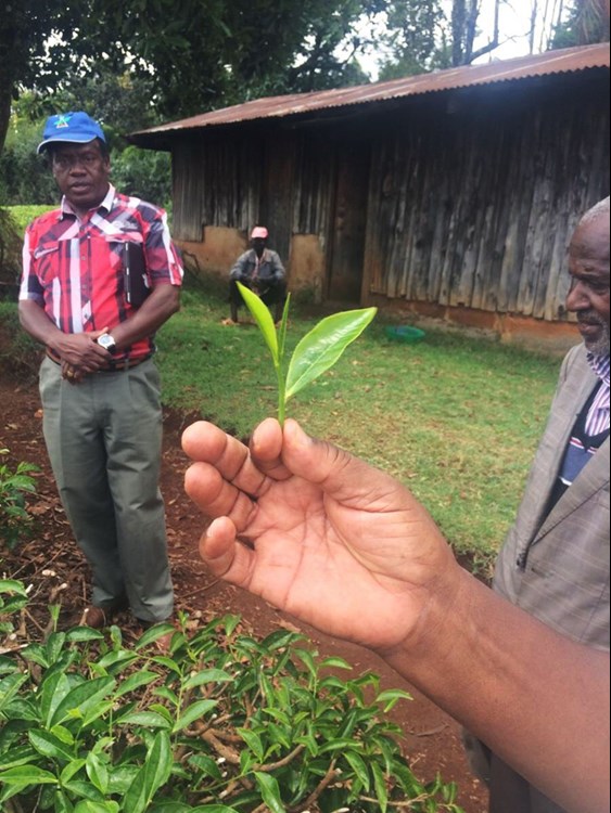Sampling tea leaves