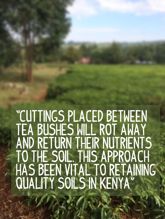 Placing cuttings around tea bushes are vital for maintaining soil quality