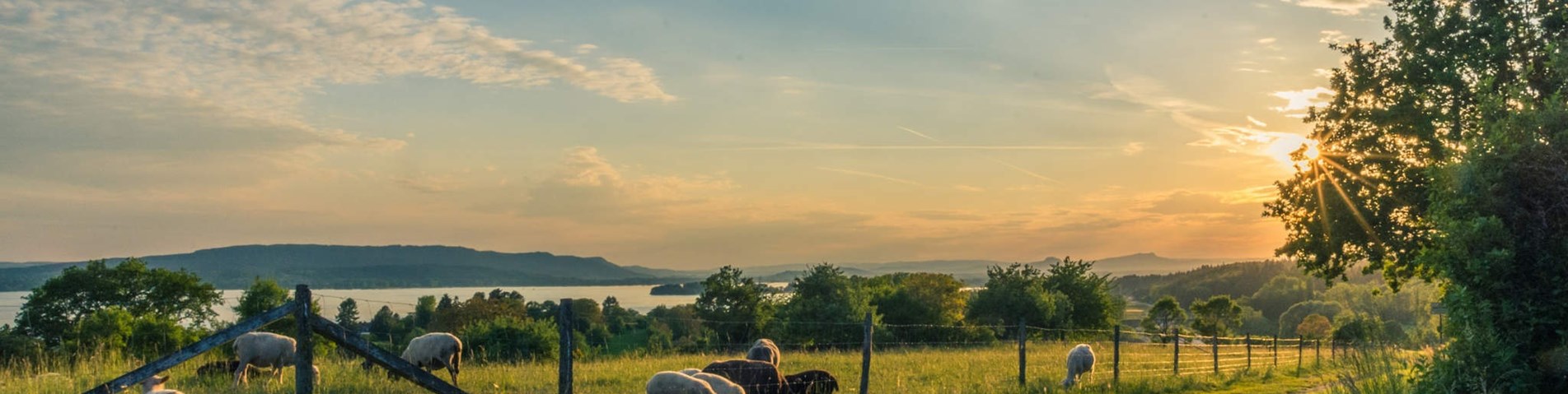 lake-constance-sheep-pasture-sheep-blue-158179.jpeg