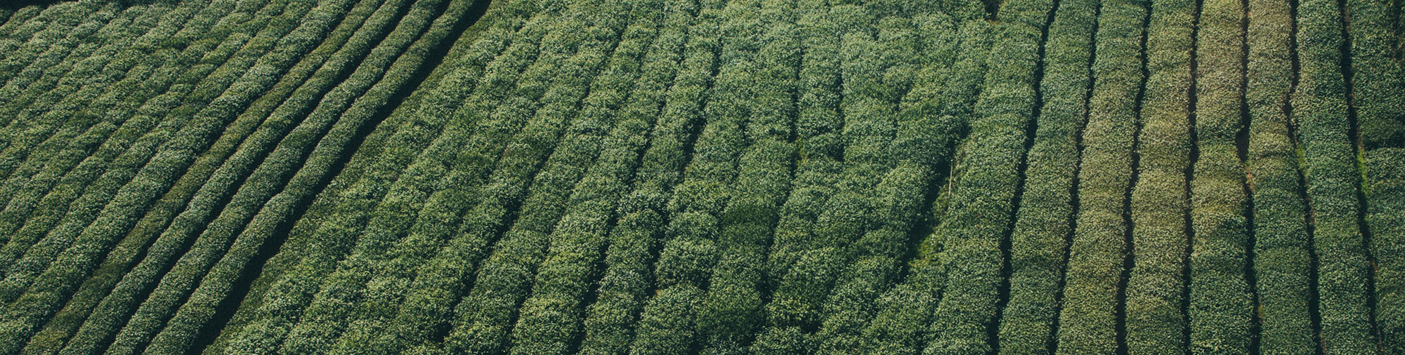 Terroir And The Science of Taste