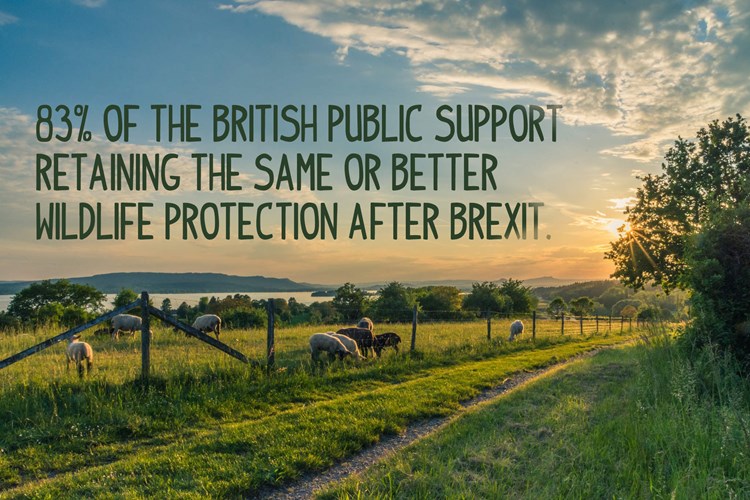 83% of the British public support retaining the same or better wildlife protection after Brexit