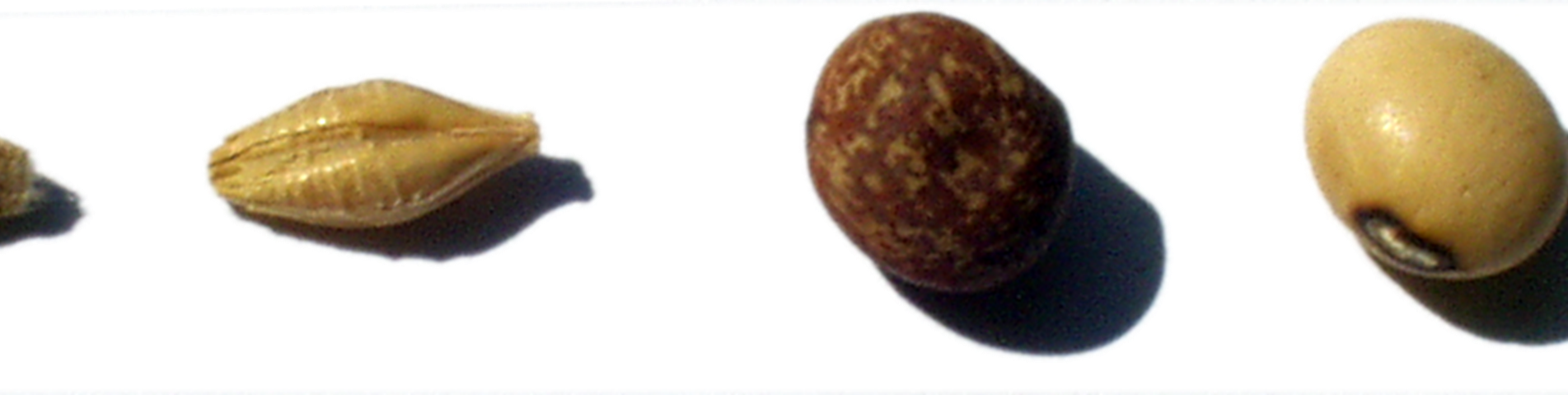 SA_CSPlatt_280708seeds08.png (1)