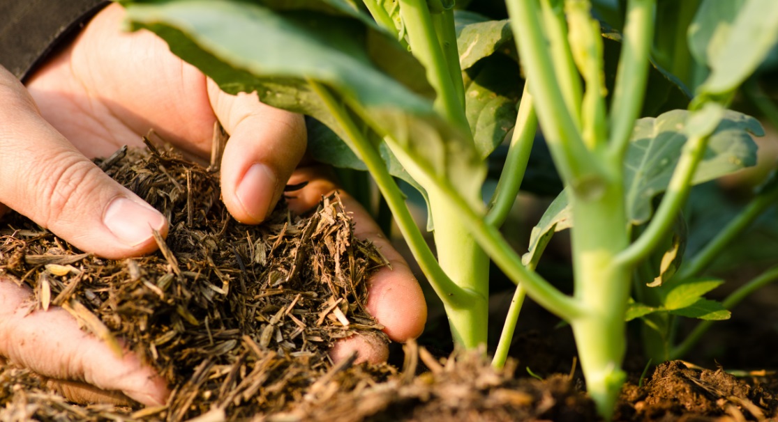 Organic supply chain survey piece.jpg