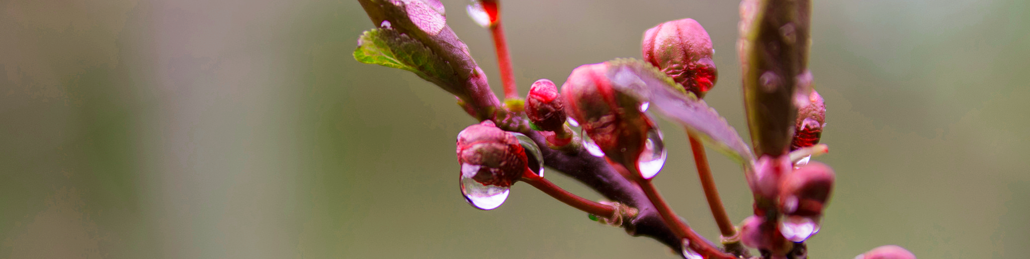 Why Does Soil Smell So Good In Spring?