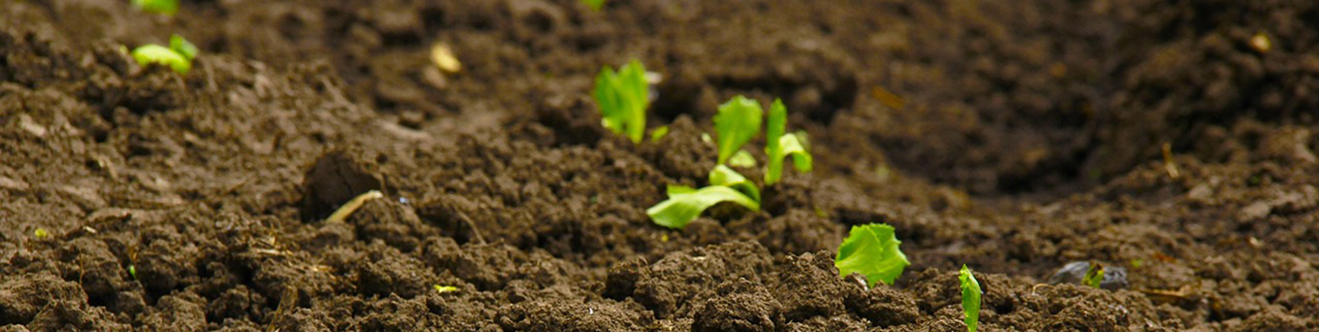 soil, salad.png