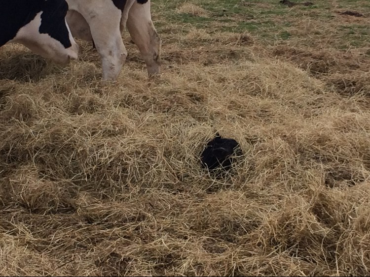 Calf in hay