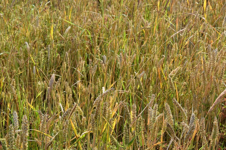 Blackgrass