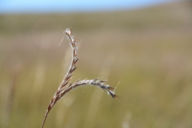 Crop in field