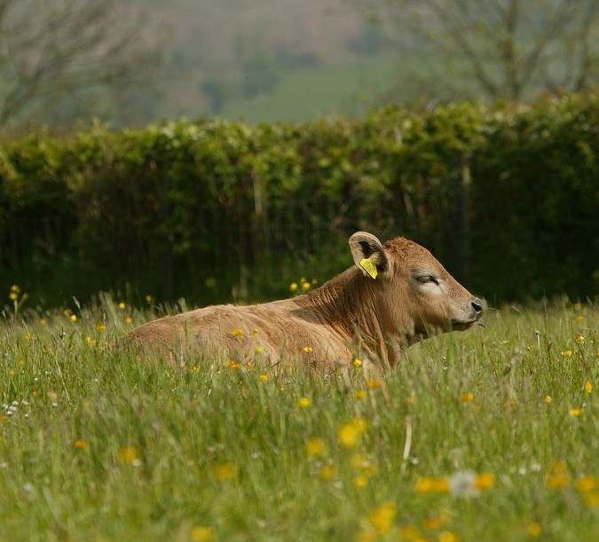 cow in the field dreaming