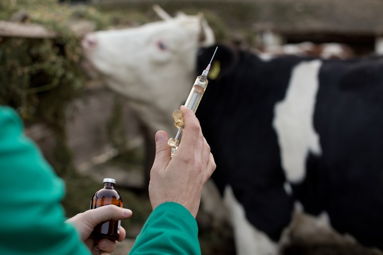 a cow ready to receive a needle injection