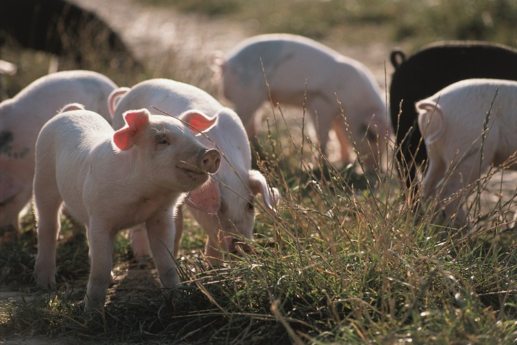 piglets exploring