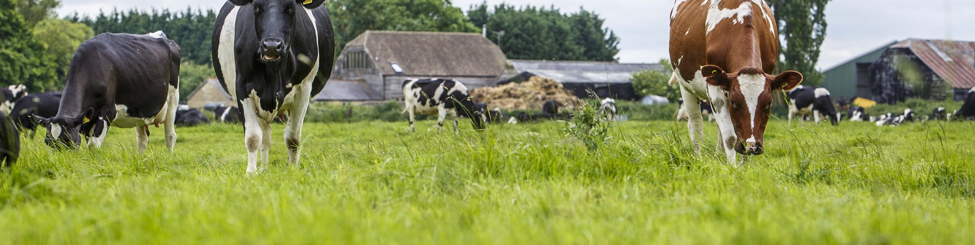 farm.jpg