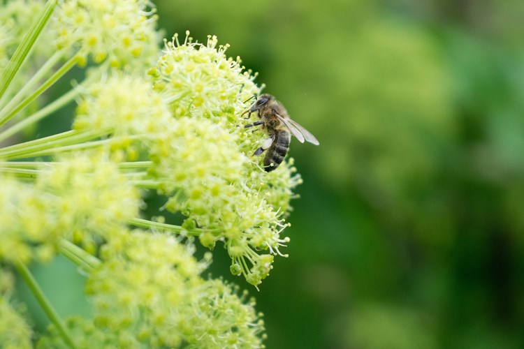 bee on a flower