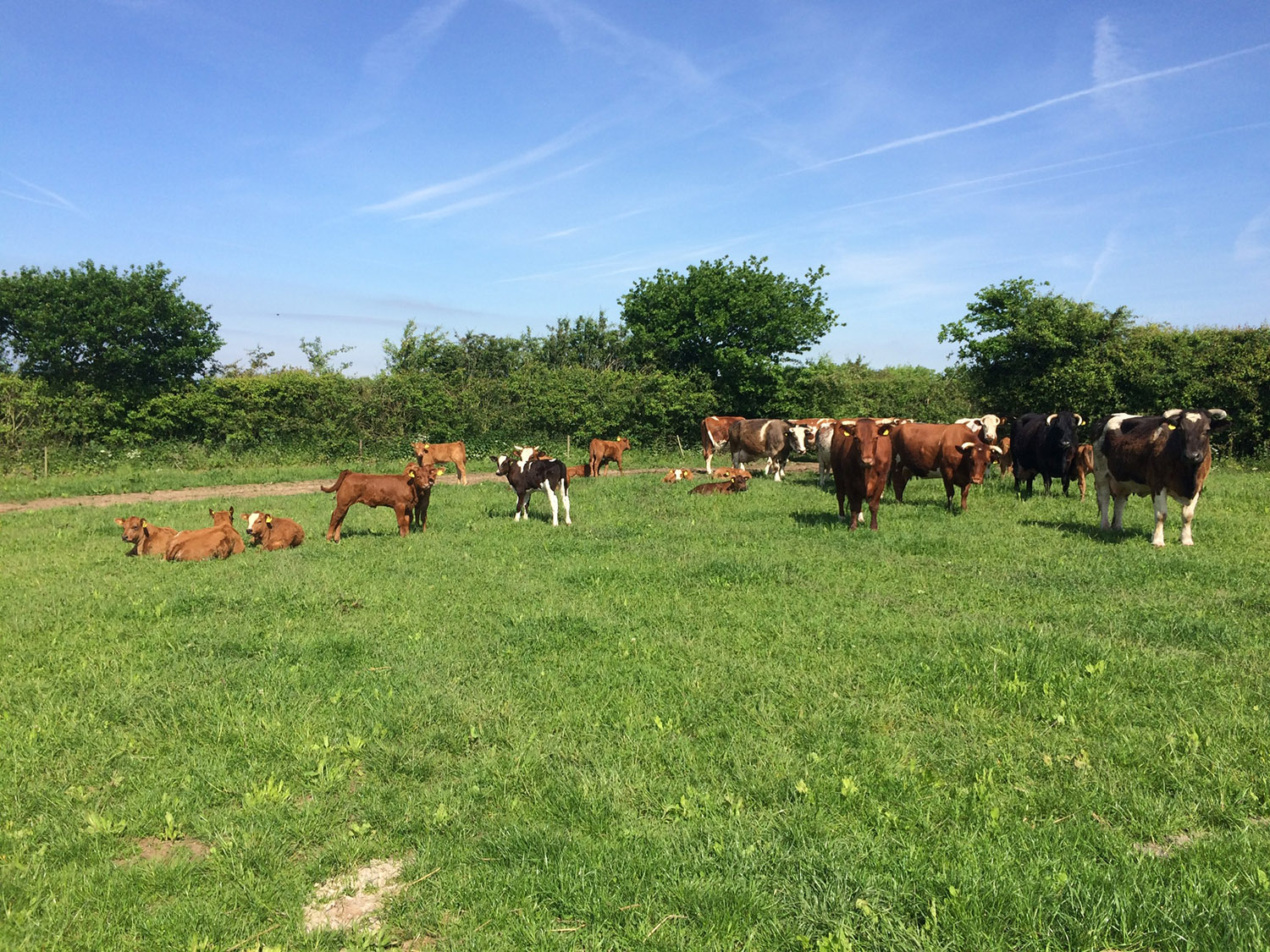 Helen's Notes From The Farm - Week 9