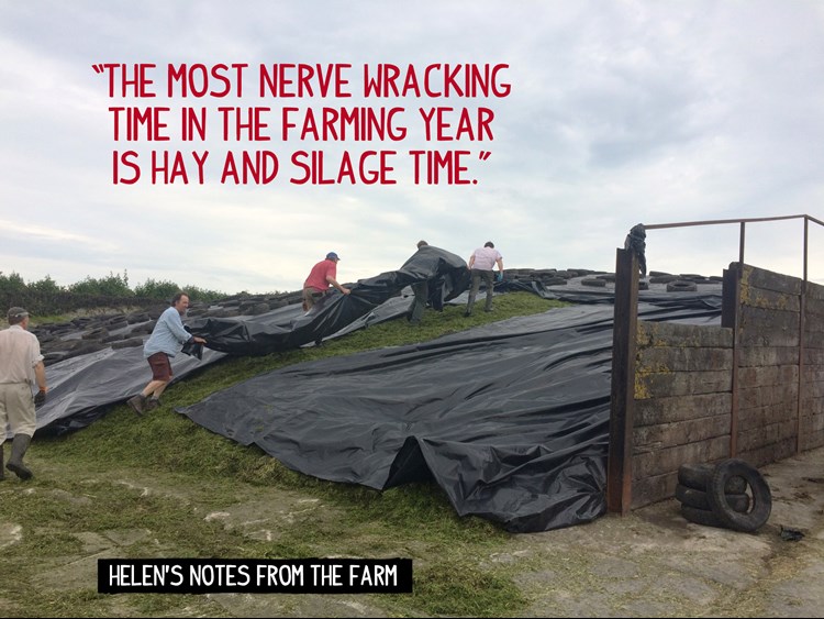 Tucking silage up for the night