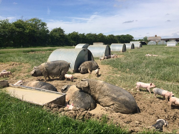 Pigs in wallows at Helen's farm