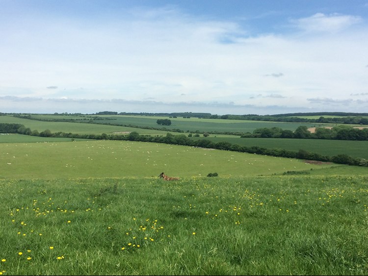 Downs with dog at Helen's farm